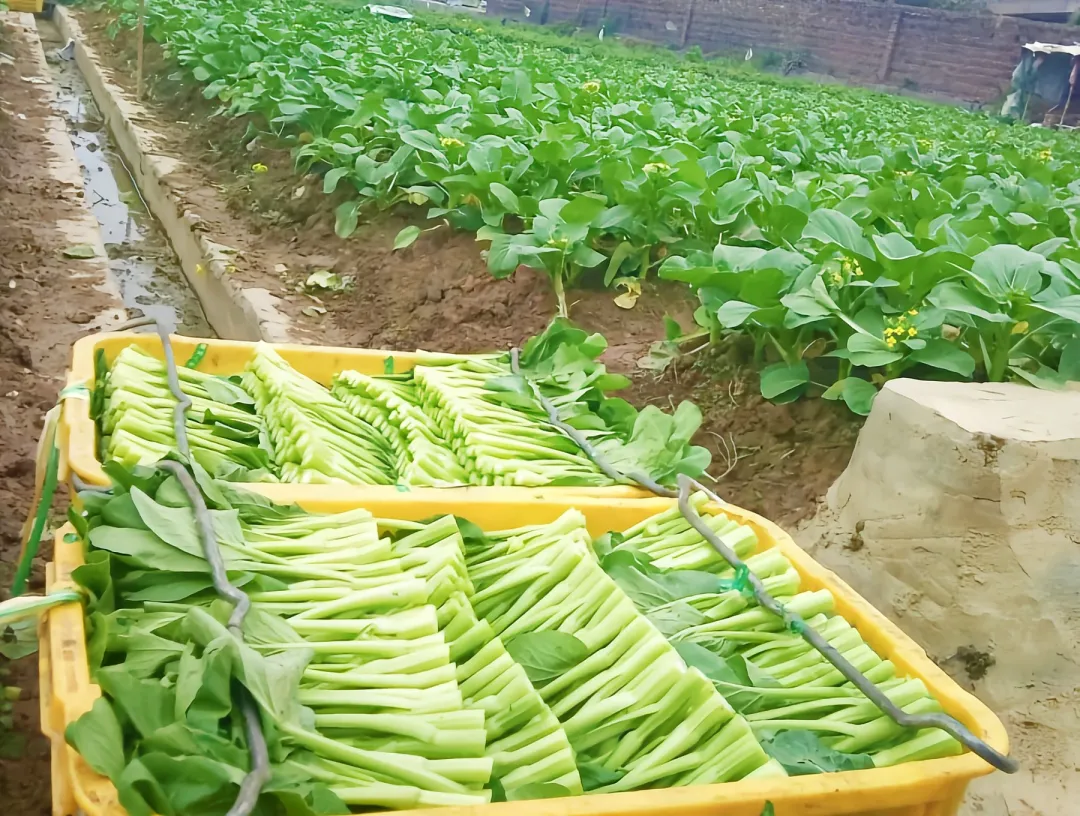 20250224084308521626_11.png 20250224084308521626_11.png